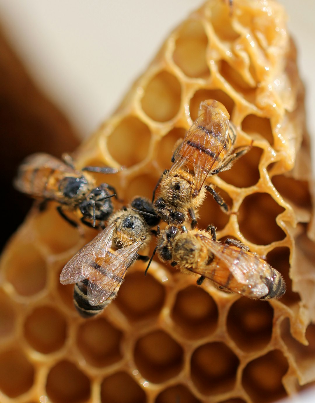 Imported Honey: Bees in Peril (image credits: unsplash)