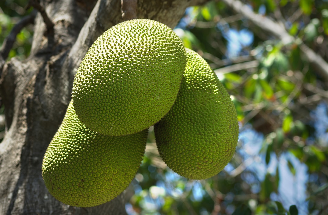 6. Breadfruit: The Versatile Carbohydrate (image credits: unsplash)