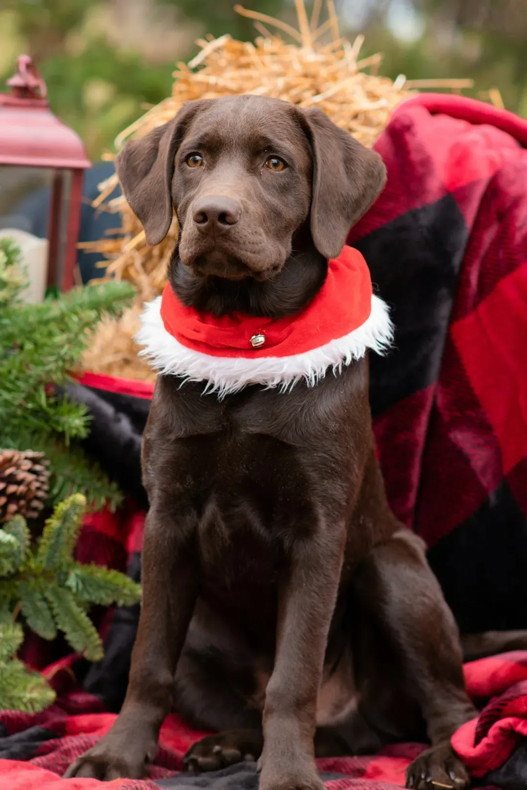 1. Chocolate: The Classic Culprit Everyone Knows (But Still Feeds) (Image Credits: Unsplash)