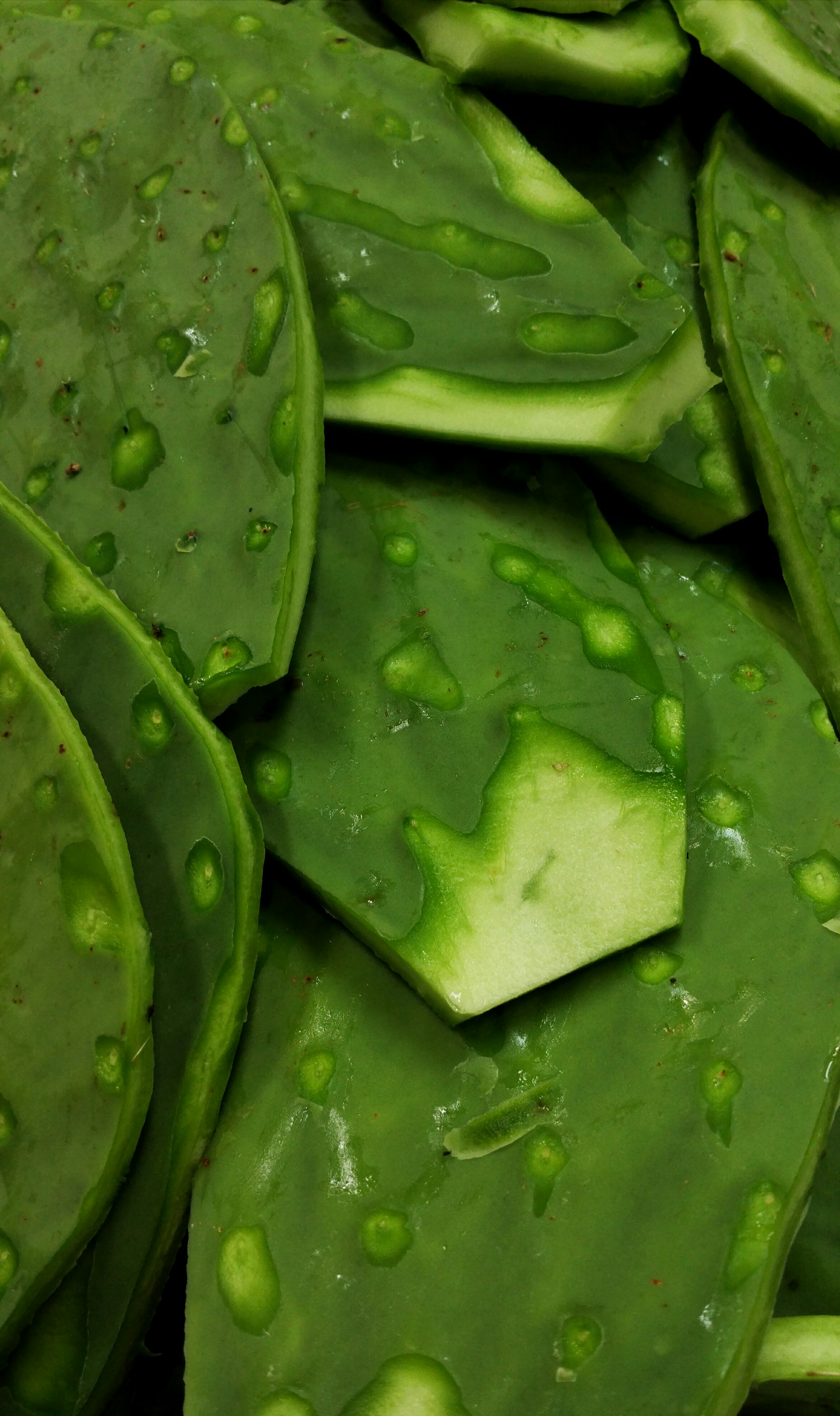 Nopales: The Prickly Pear Cactus (image credits: wikimedia)