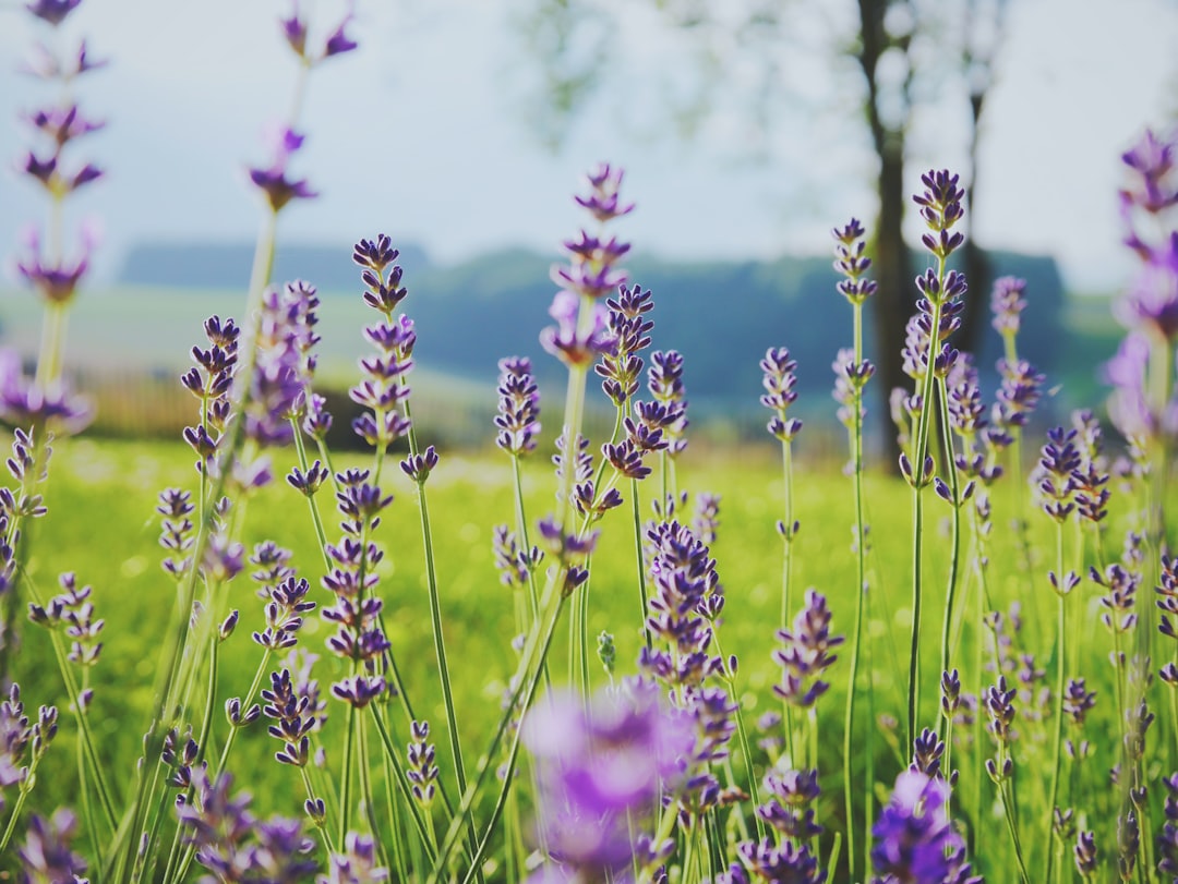 Lavender + Lamb = A Match Made in Provence (image credits: unsplash)