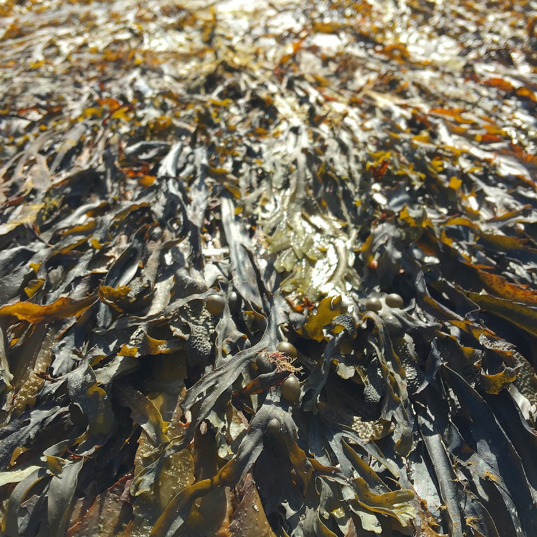 1. Seaweed: The Unsung Iodine and Vitamin B12 Champion (image credits: unsplash)