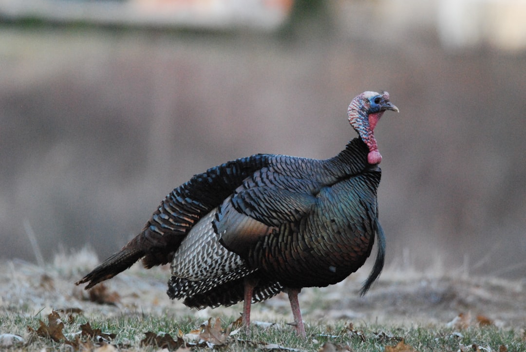 Wild Turkey: The Ultra-Lean Game Bird (image credits: unsplash)