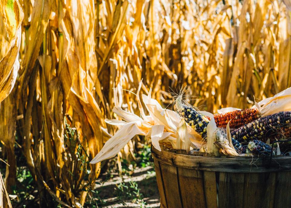 8. Corn: A Staple Under Siege (image credits: stocksnap)