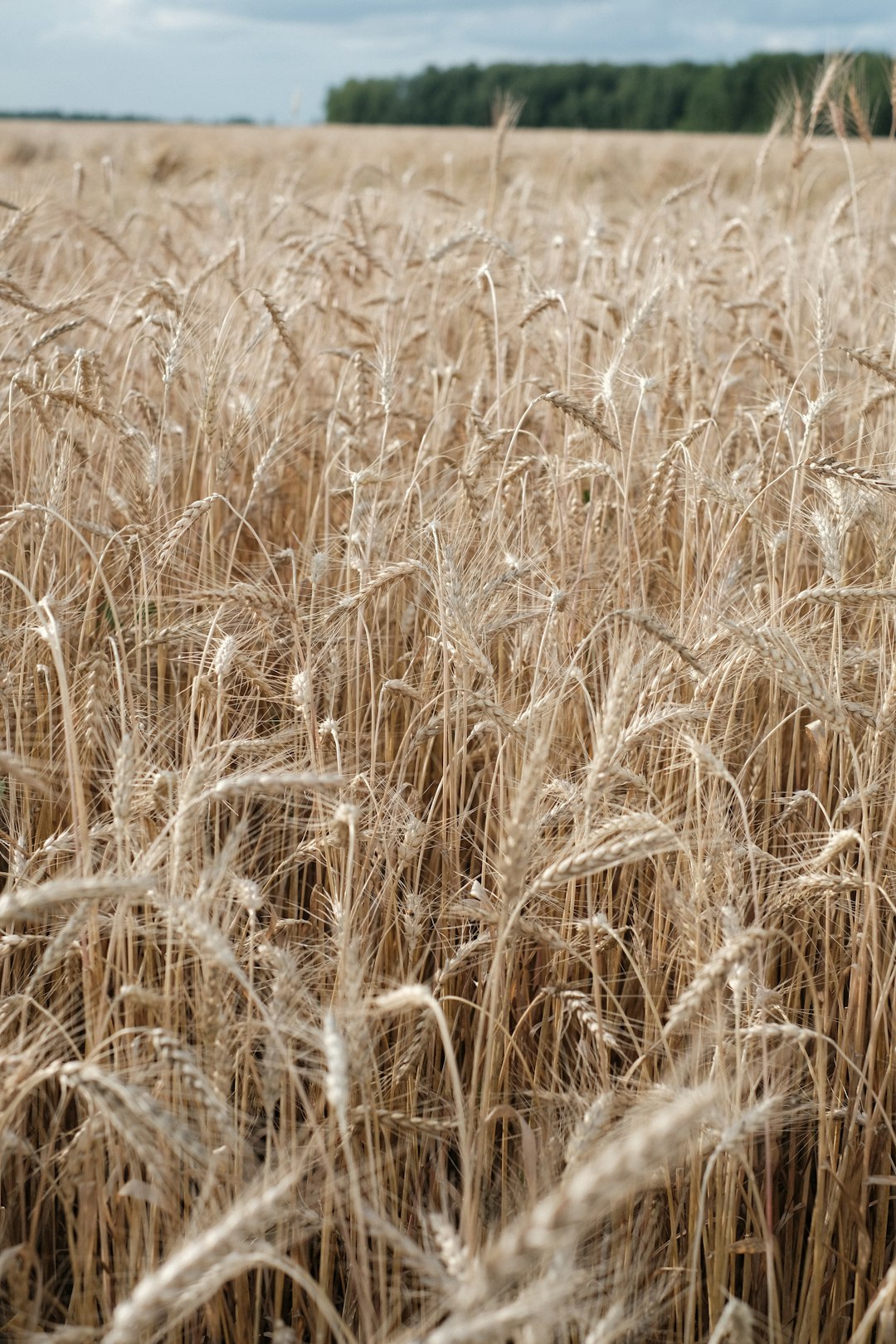 The Role of Ancient Grains in Sustainable Agriculture (image credits: unsplash)