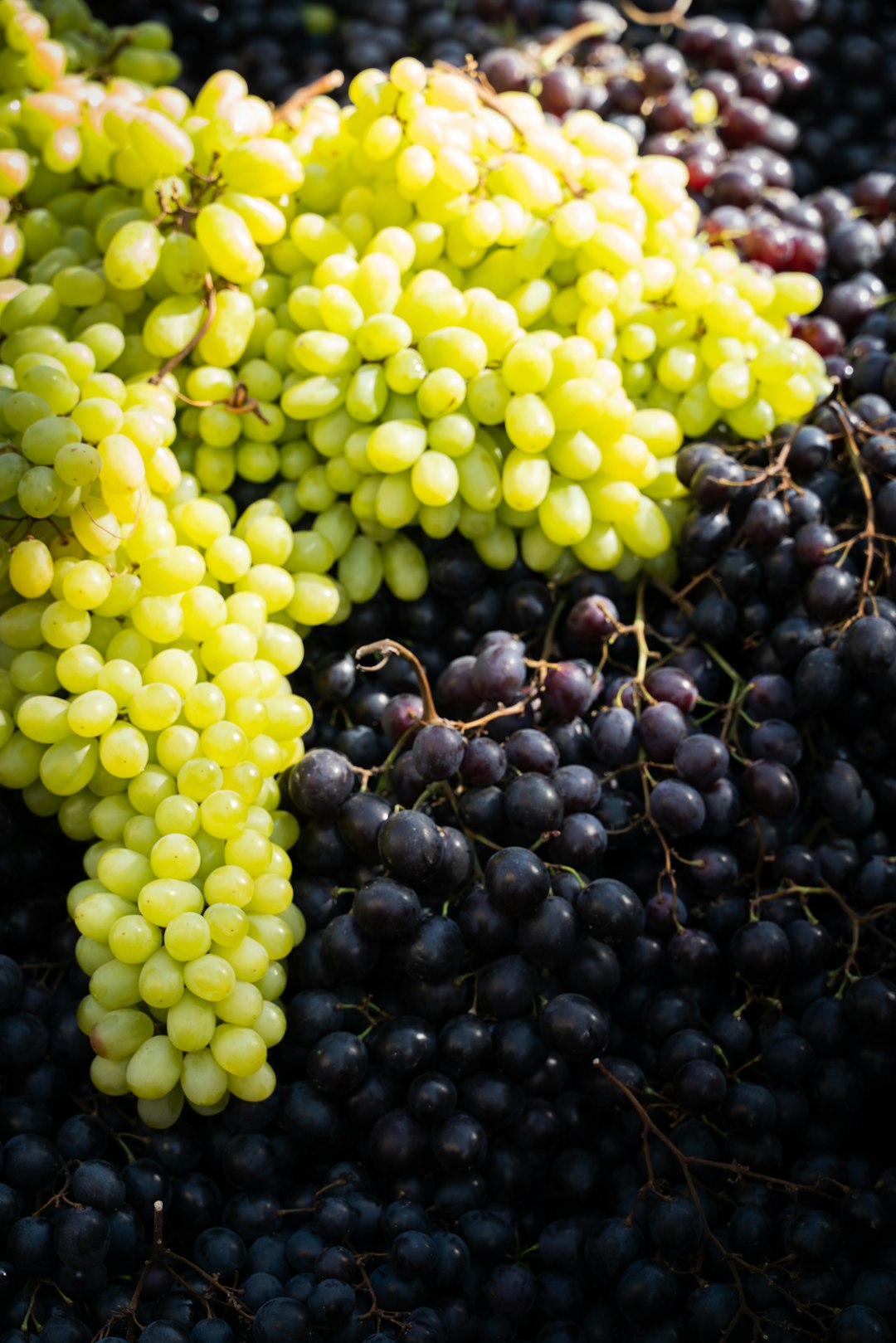 Why Grapes Are So Sweet (image credits: unsplash)