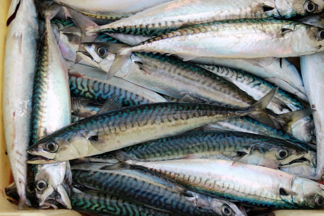 Pacific Mackerel Brings Powerful Anti-Inflammatory Benefits (image credits: unsplash)