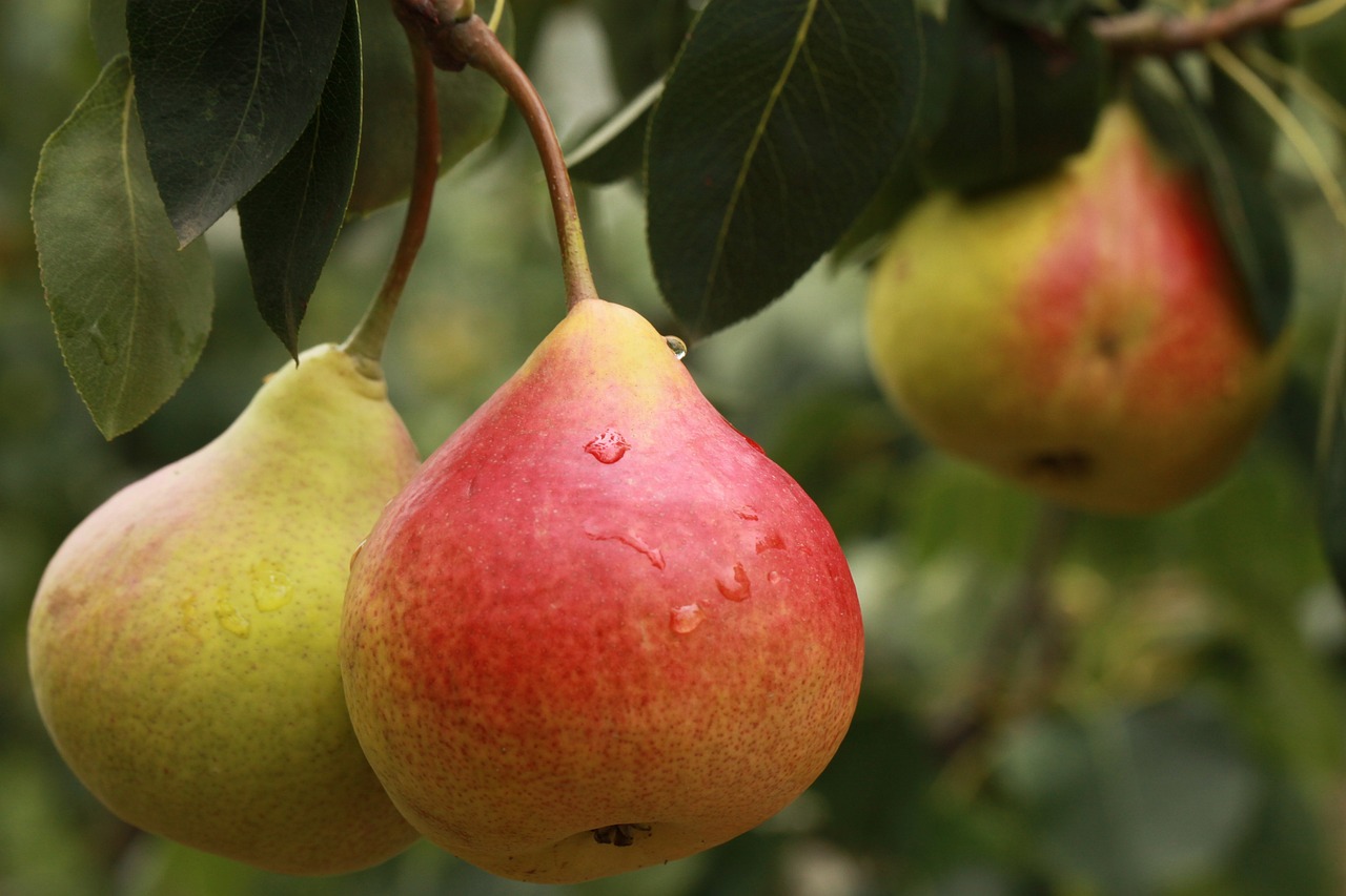 Pears: The Gentle Giant of Blood Sugar Control (image credits: pixabay)