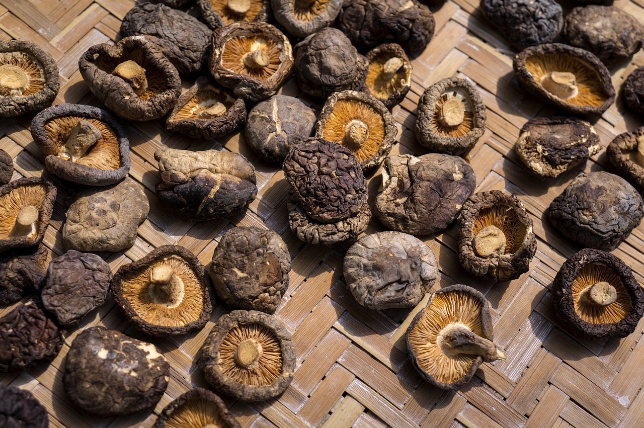 Mushrooms (Reishi, Shiitake, Maitake) (image credits: pixabay)