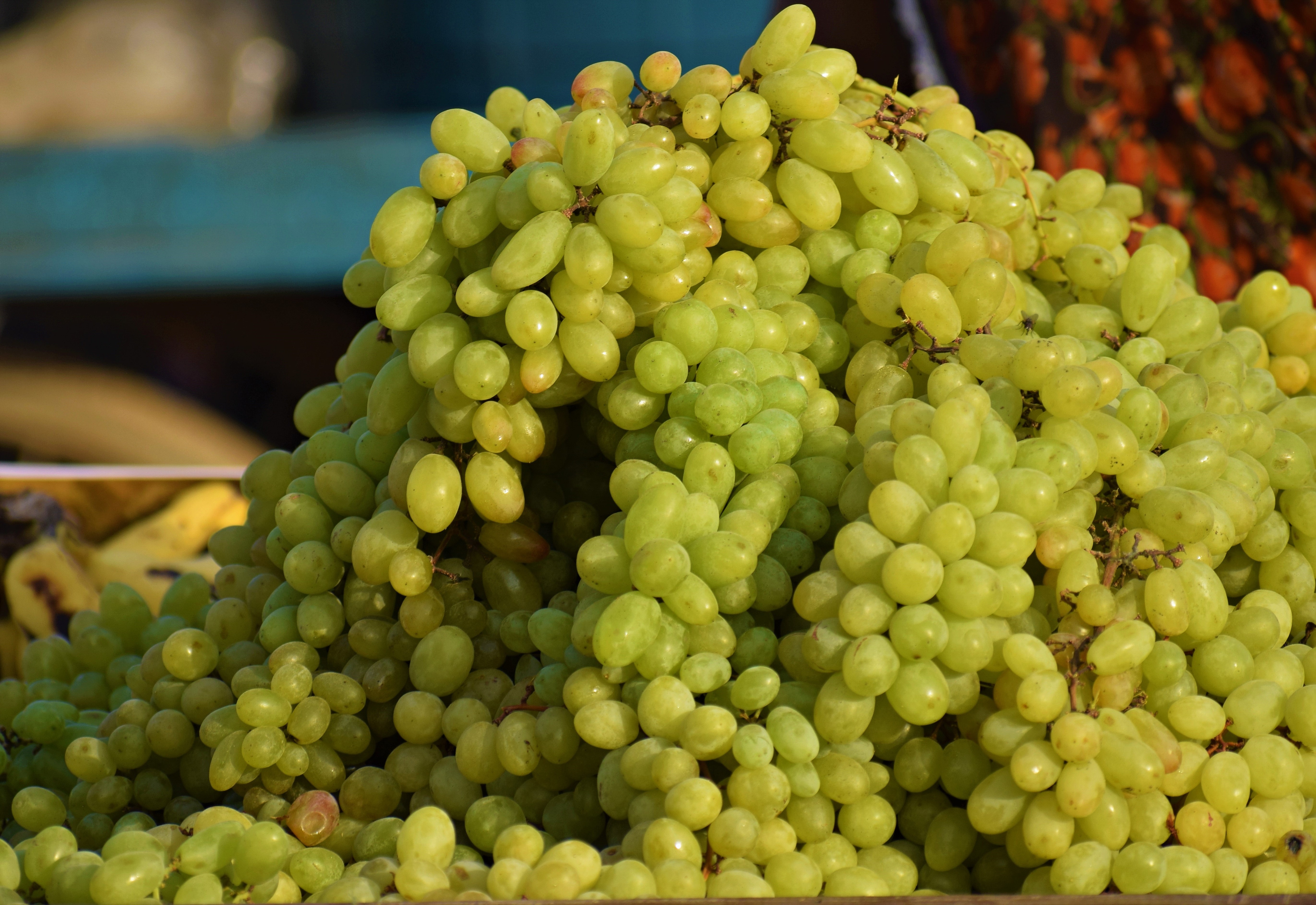Grapes: Small Size, Big Sugar Hit (image credits: wikimedia)