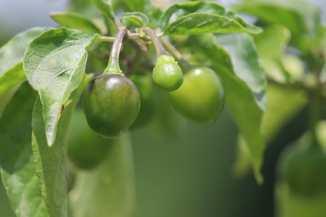 Kakadu Plum: The Undisputed Champion (image credits: unsplash)