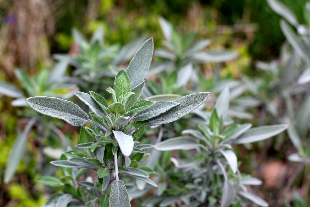 Sage: The Earthy Companion for Hearty Meals (image credits: flickr)