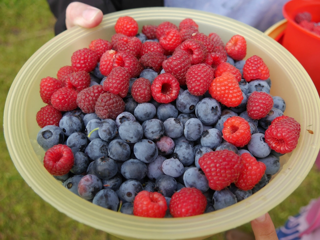 8. Berries: Nature’s Low-GI Sweet Treat (image credits: rawpixel)