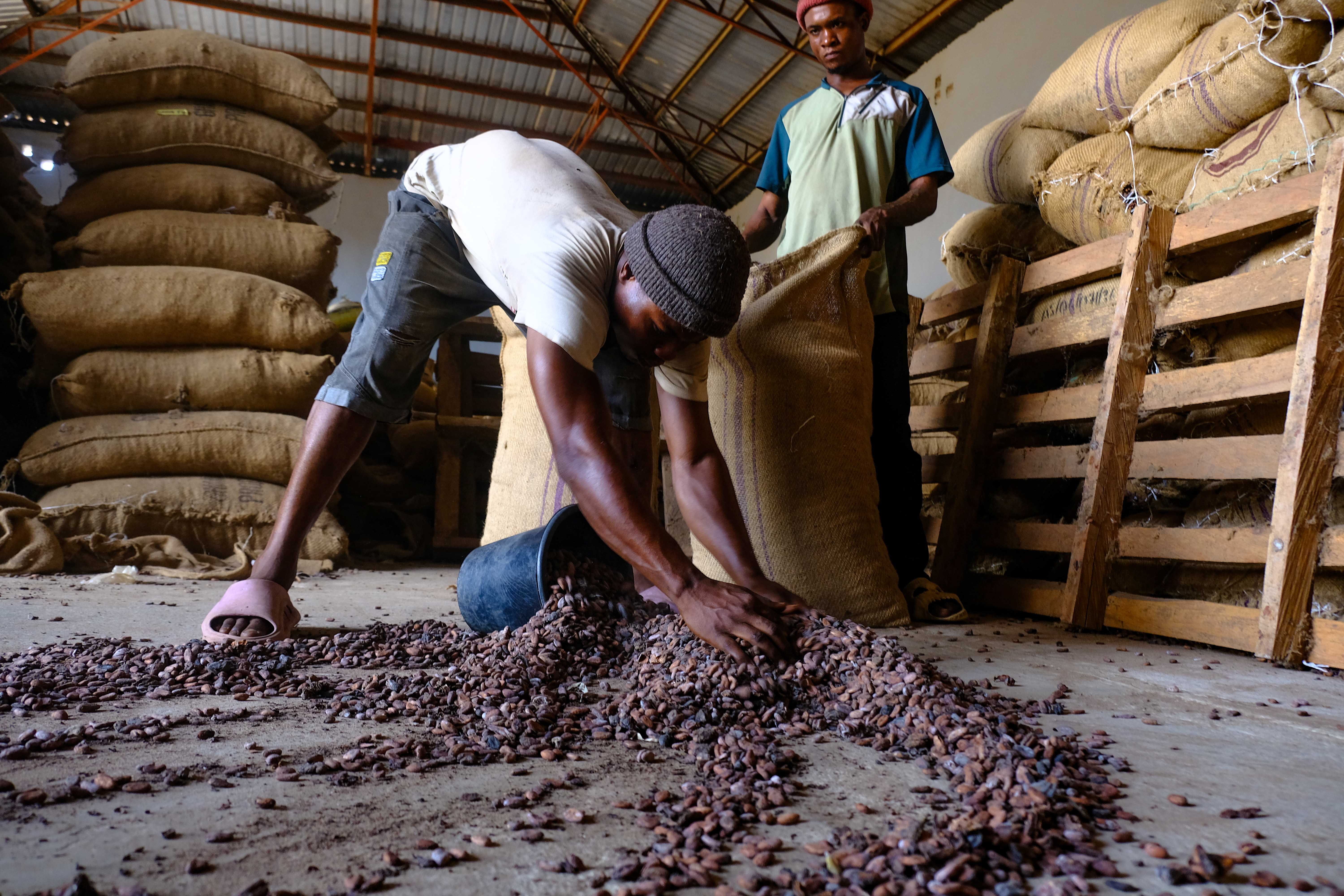 How Chocolate Gets to Your Store (image credits: wikimedia)