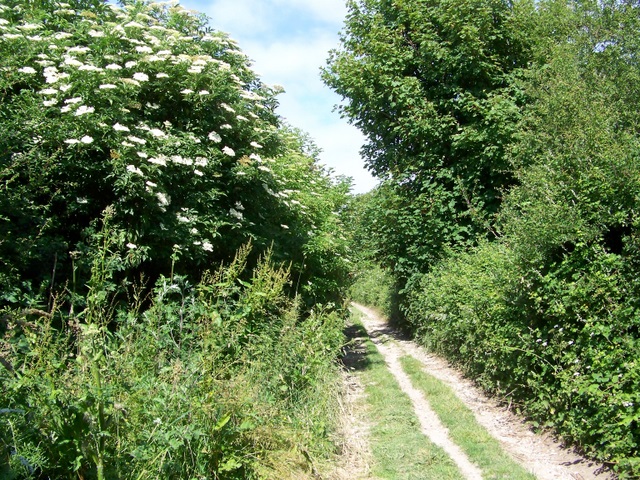 Traditional Uses and Folklore (image credits: wikimedia)