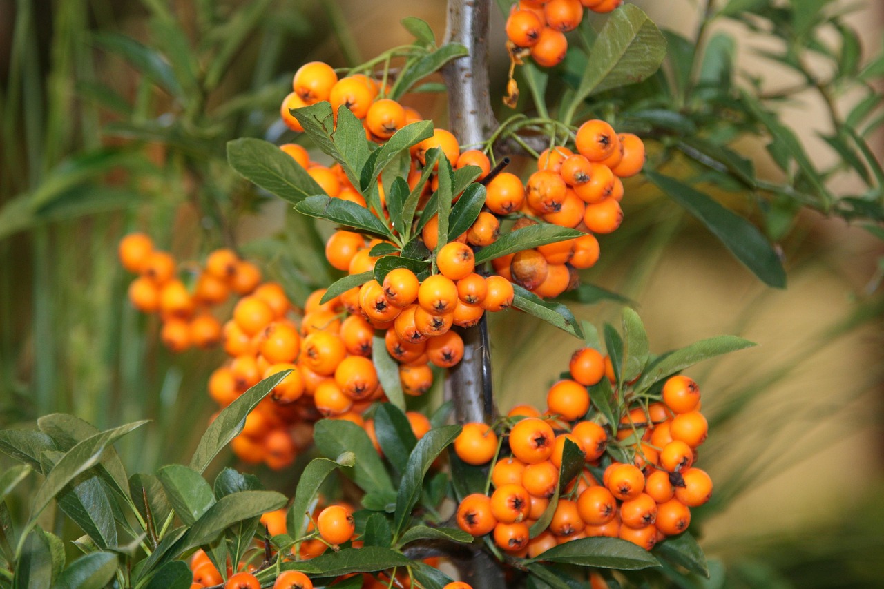 Sea Buckthorn: The Vitamin C Bomb (image credits: pixabay)