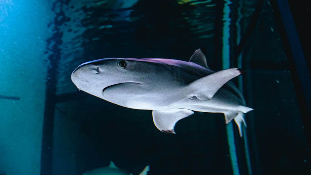 Shark Tops The Dangerous Mercury List (image credits: unsplash)