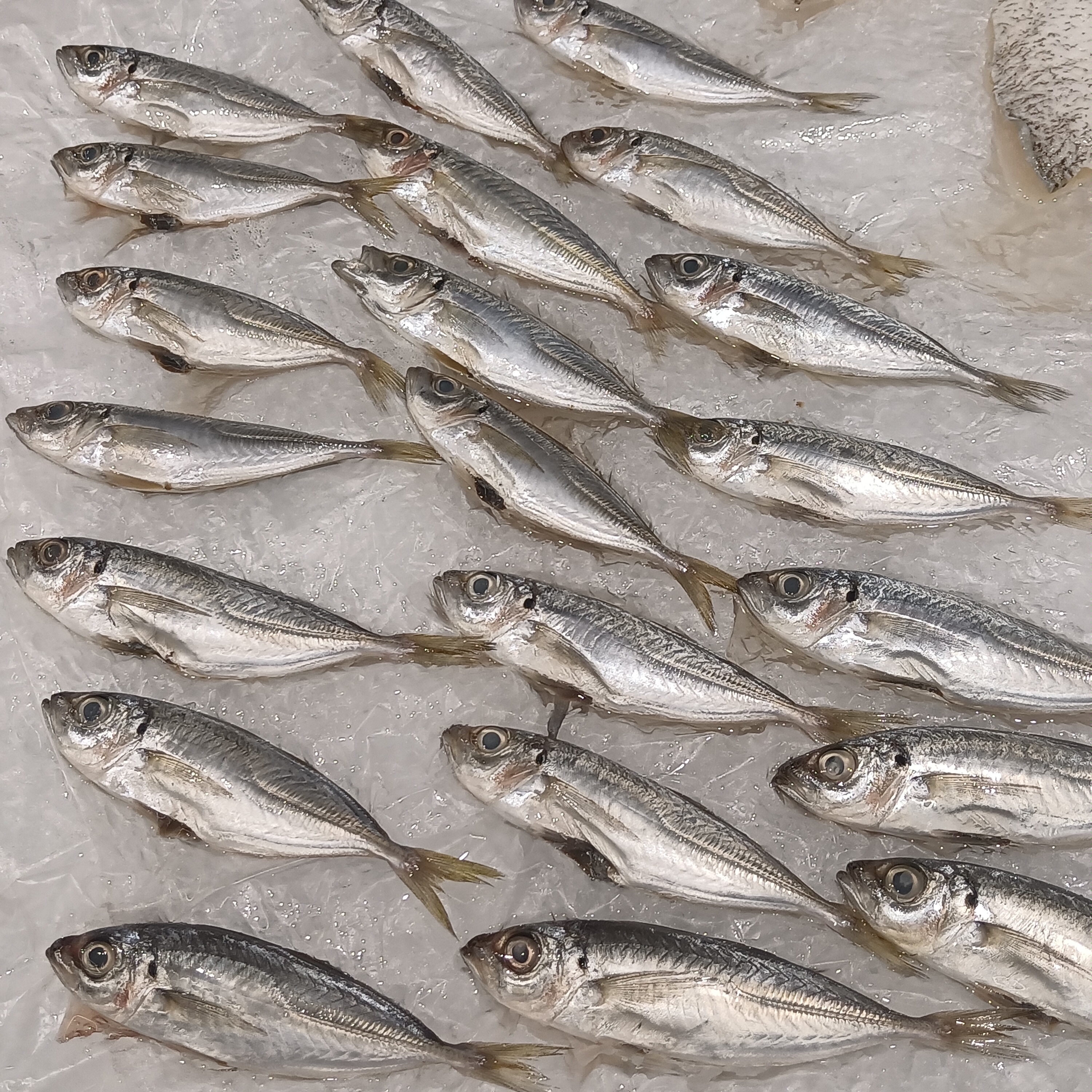 Anchovies: Tiny Fish, Big Benefits (image credits: wikimedia)