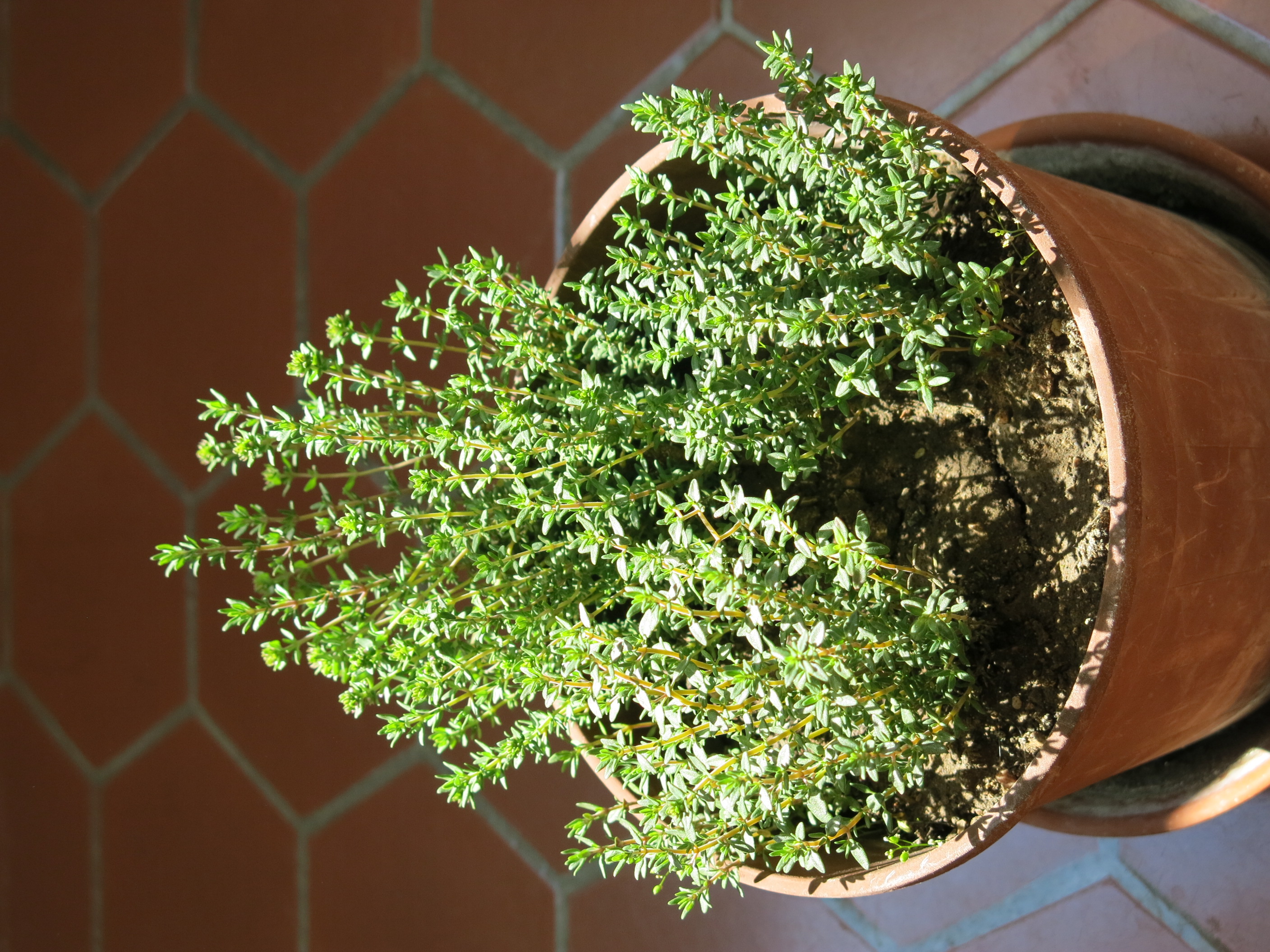 Thyme: The Herb with Hidden Effects (image credits: wikimedia)