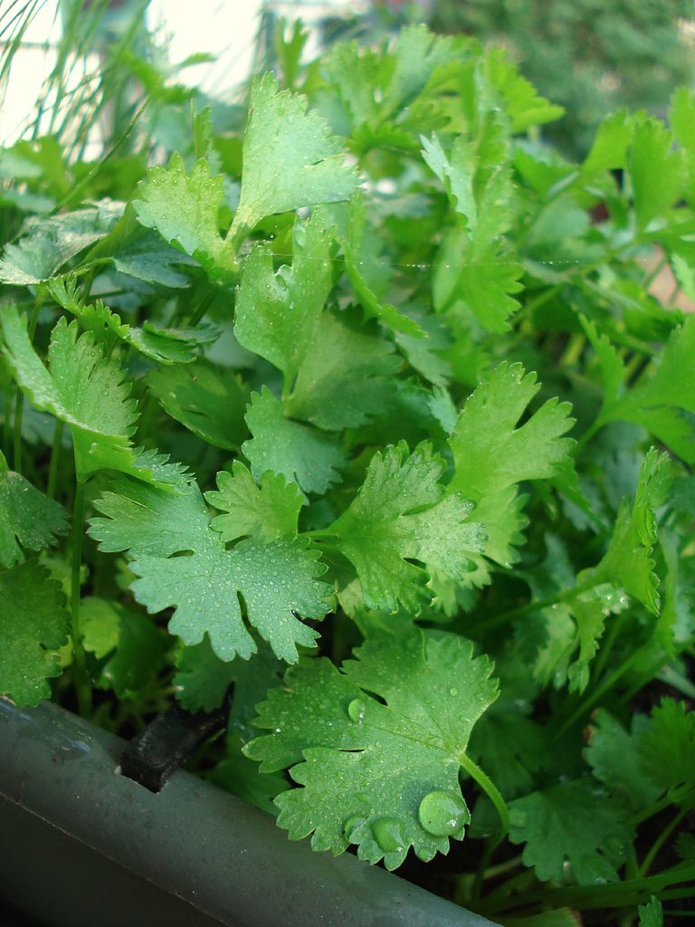 Cilantro: The Love-It-or-Hate-It Herb (image credits: flickr)