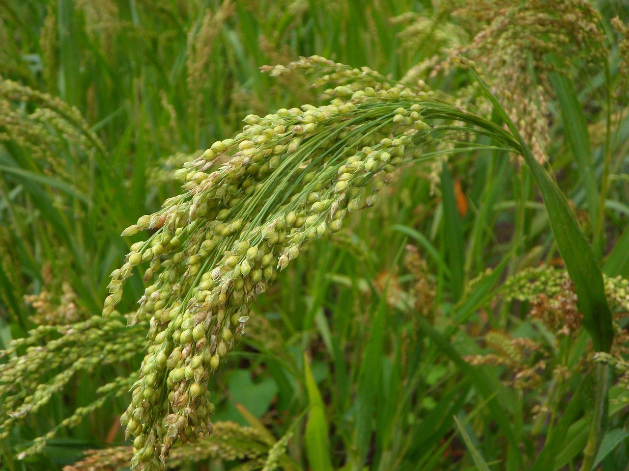 9. Millet: The Climate-Resilient Super Grain (image credits: pixabay)