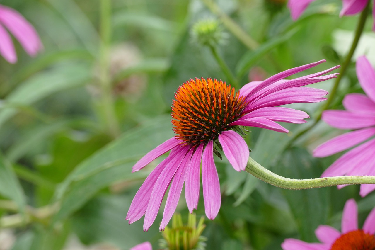 Echinacea: The Herbal Guard (image credits: pixabay)