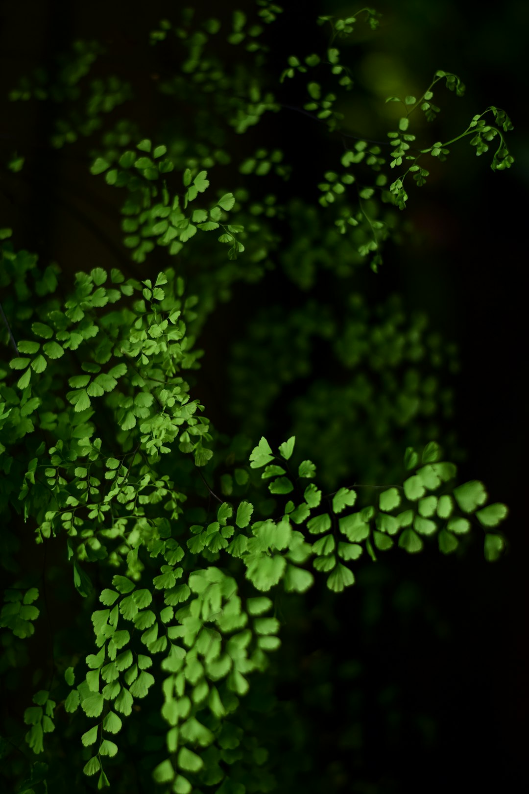 The Dark Leafy Green Powerhouses (image credits: unsplash)