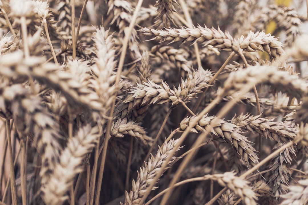 The History of Rye: From Ancient Grains to Modern Tables (image credits: unsplash)
