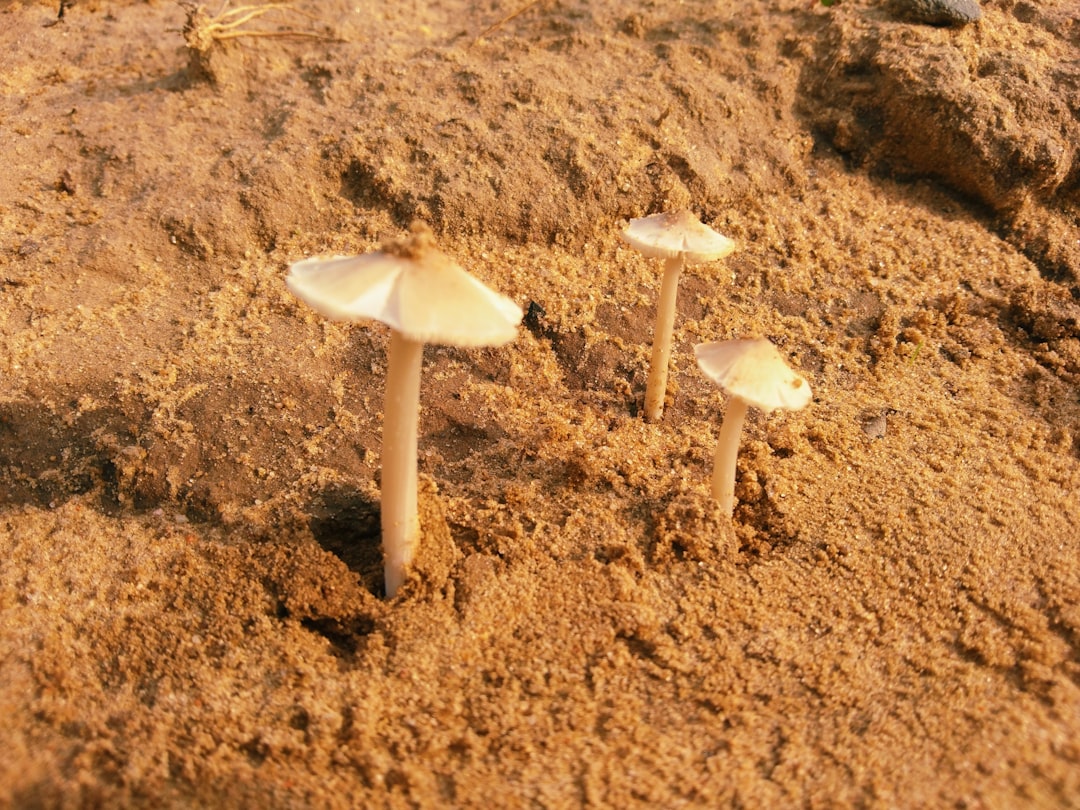 Store-Bought vs. Wild Mushrooms: Different Rules Apply (image credits: unsplash)
