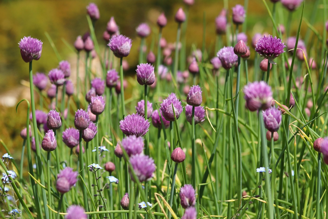 Chives: The Heart Health Herb (image credits: pixabay)