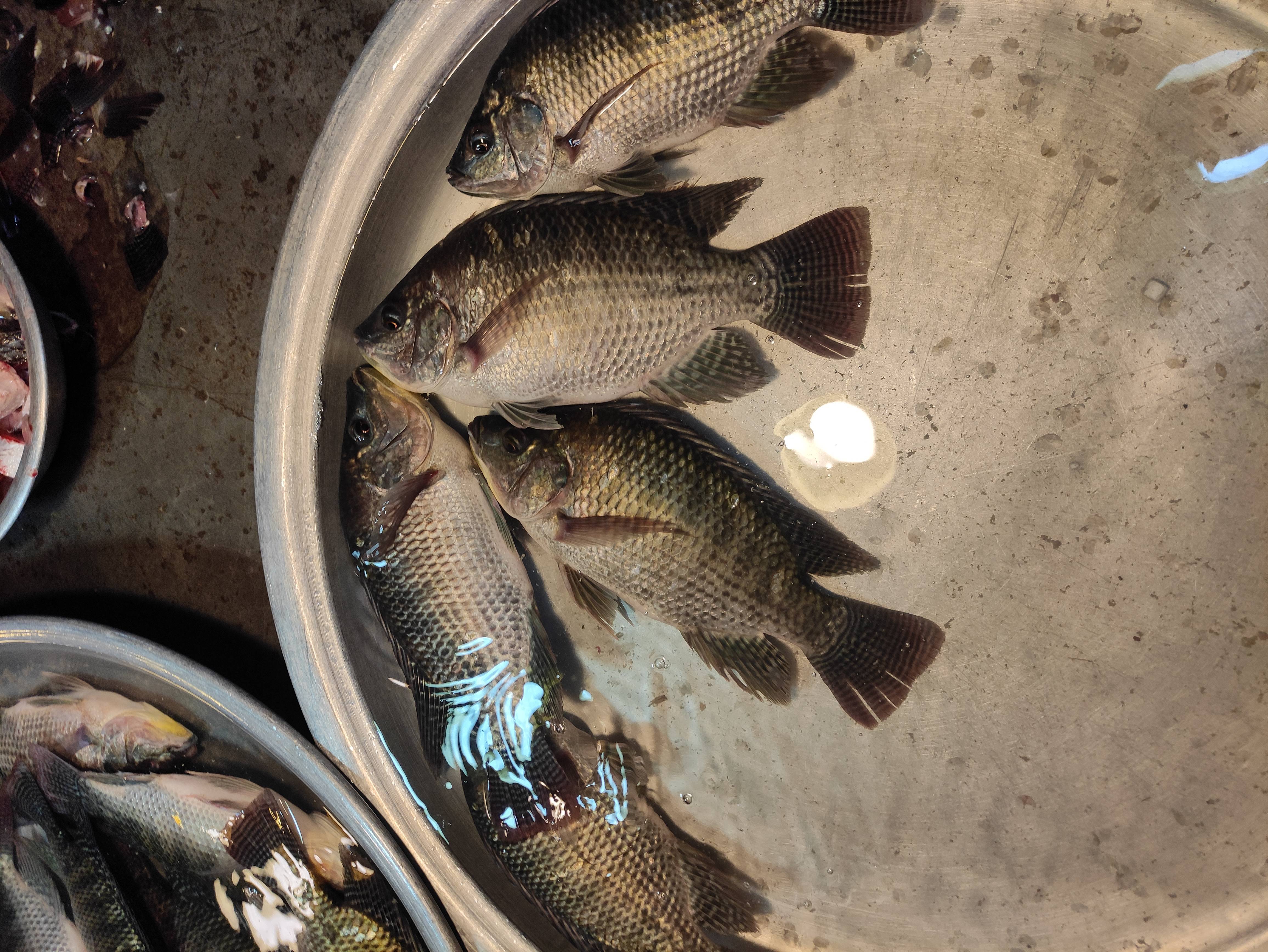Tilapia: The Disappointing Darling of Cheap Eats (image credits: wikimedia)