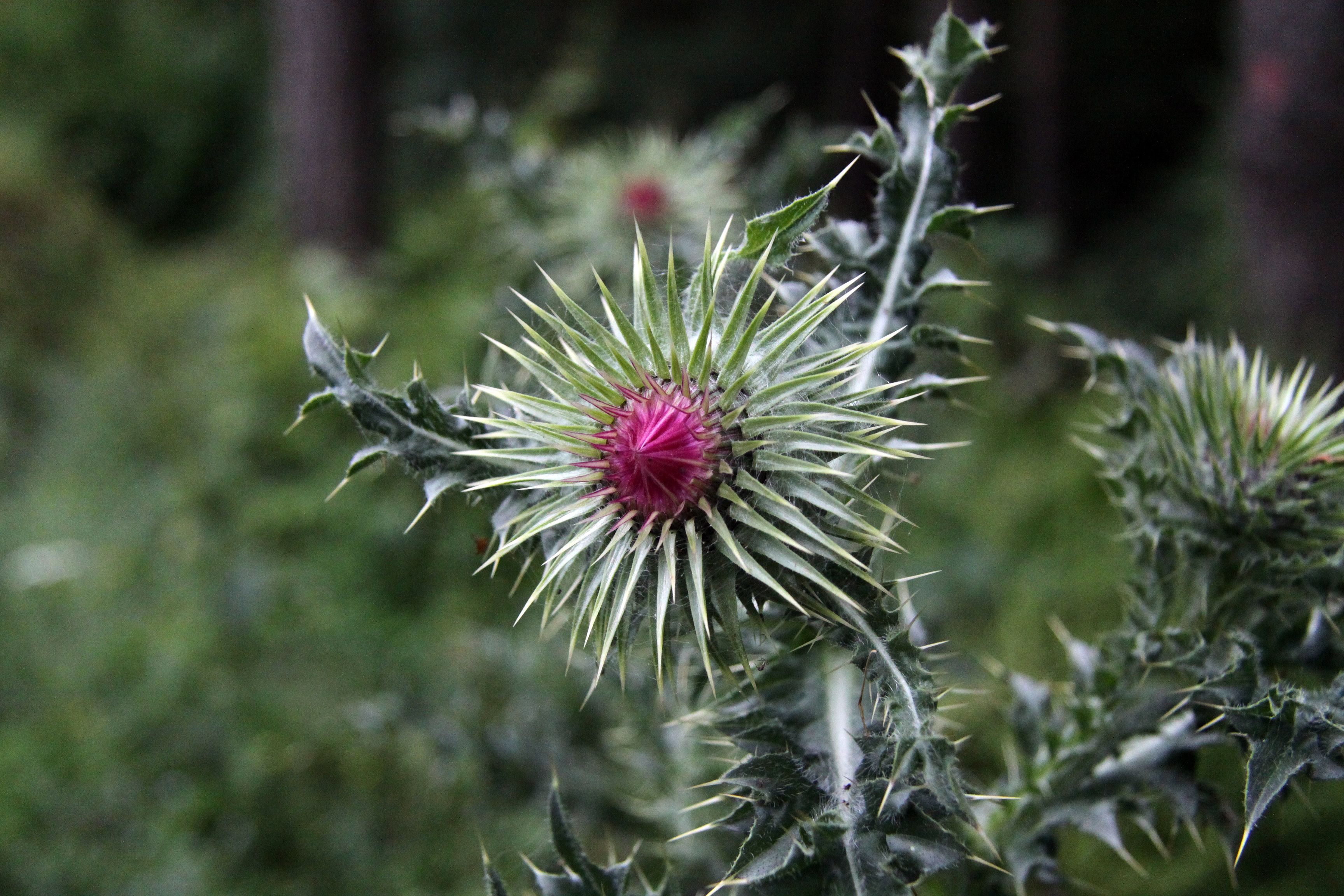 Milk Thistle: More Than a Liver Hero (image credits: wikimedia)