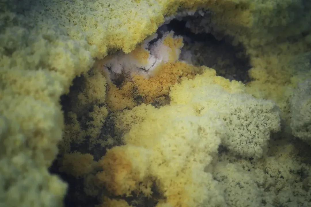 The Sponge: Officially the Dirtiest Item in Your Home (Image Credits: Unsplash)
