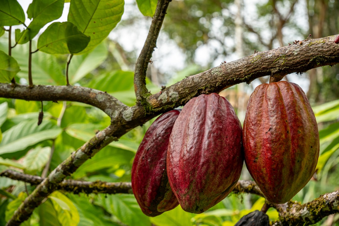When Spanish Conquistadors Met Chocolate Dreams (image credits: unsplash)