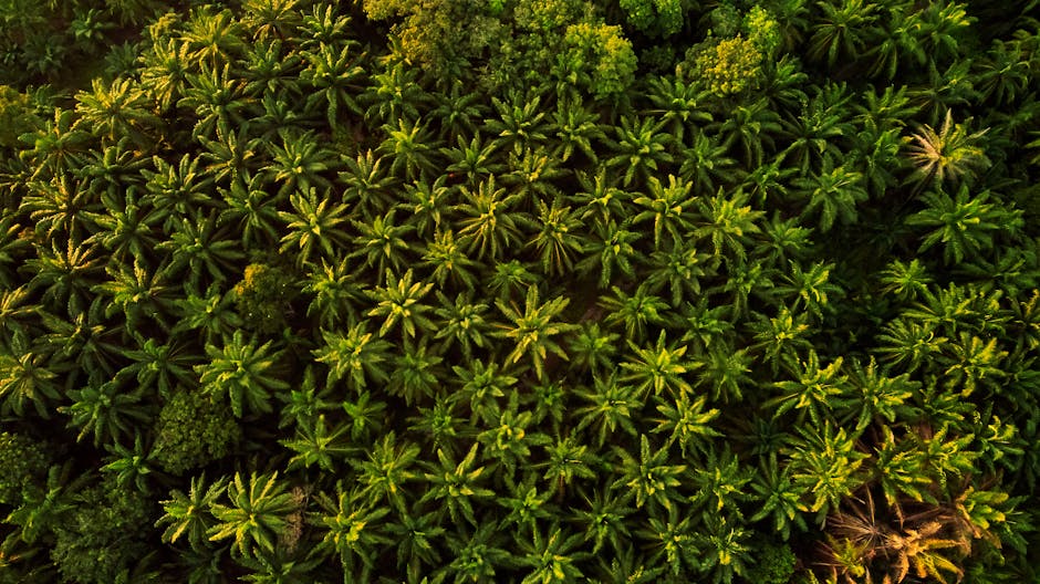 1. Palm Oil: A Common Culprit (image credits: pexels)