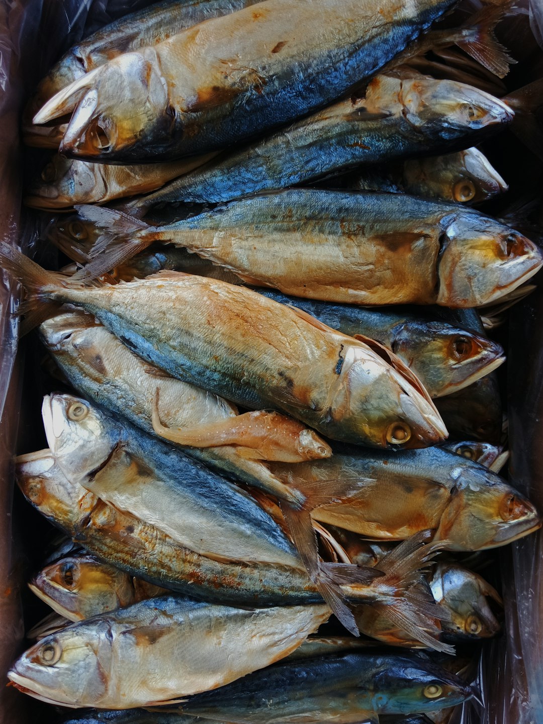 The Forgotten Fish That Outshines Salmon (image credits: unsplash)
