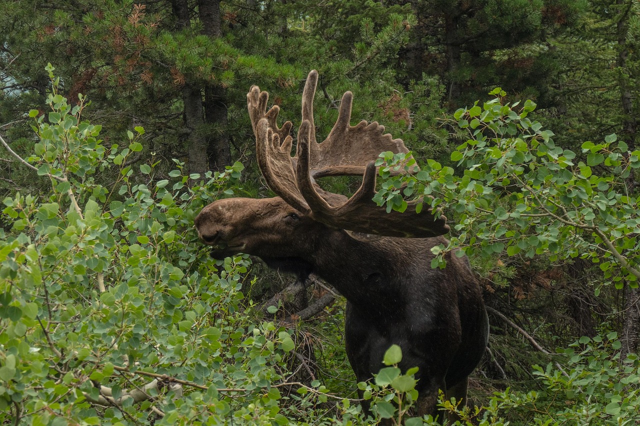 Moose: The Majestic Game Meat (image credits: pixabay)