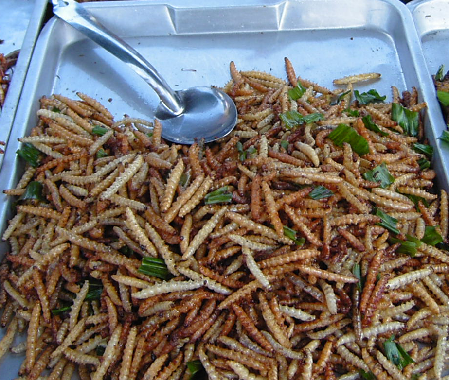 Edible Insects: A Divisive Delicacy (image credits: wikimedia)