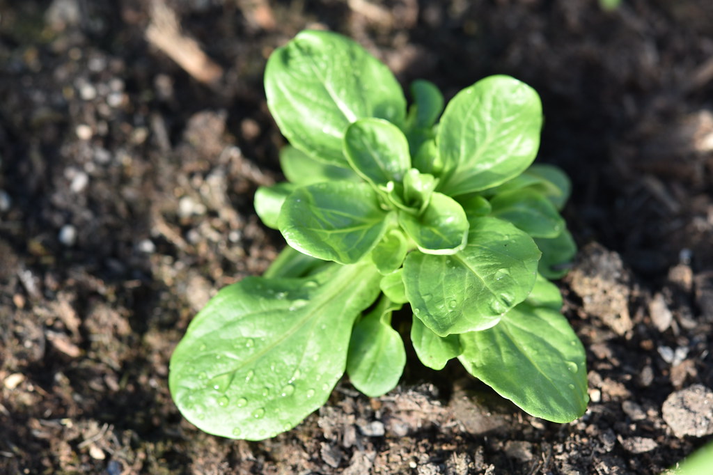 Mâche (Lamb's Lettuce) (image credits: flickr)