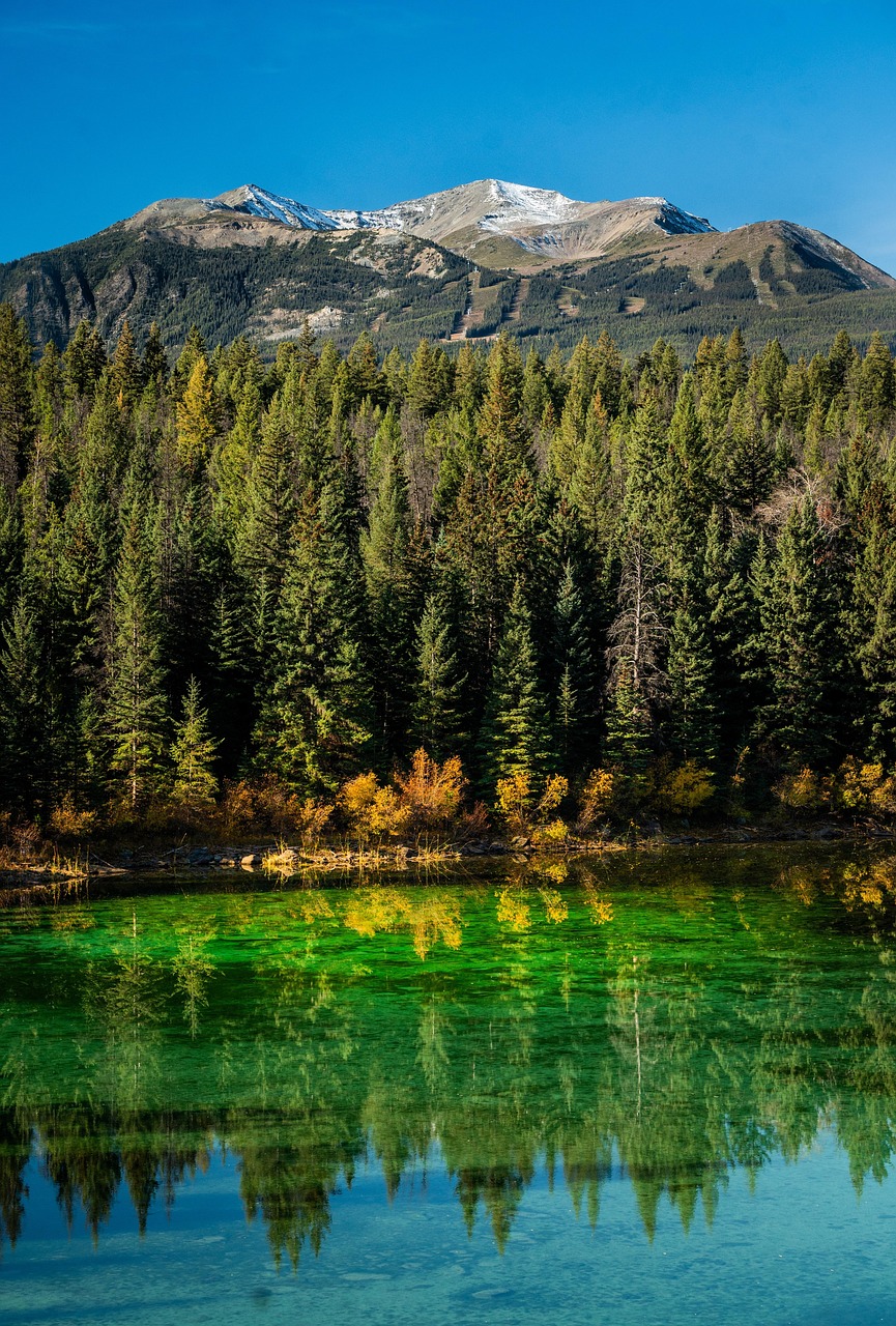 Jasper, Alberta - Nature's Traffic Jam (image credits: pixabay)