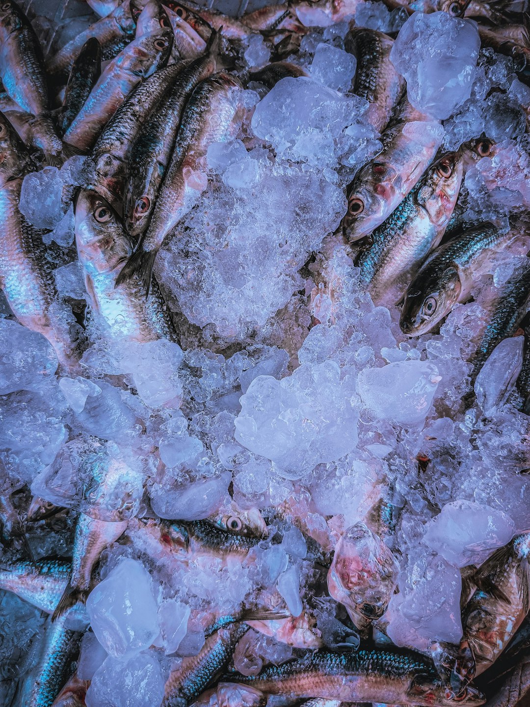Storing Frozen Fish Too Long (image credits: unsplash)