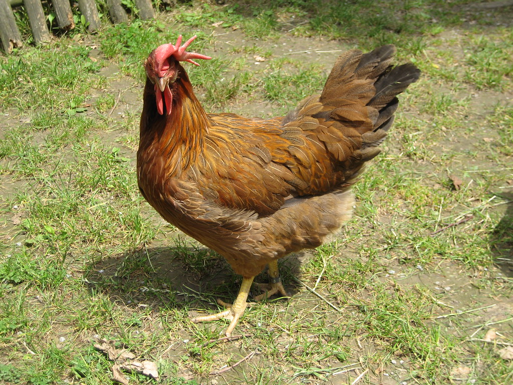 Free Range—Your Happy Chicken Fantasy is Actually Dystopian (image credits: flickr)