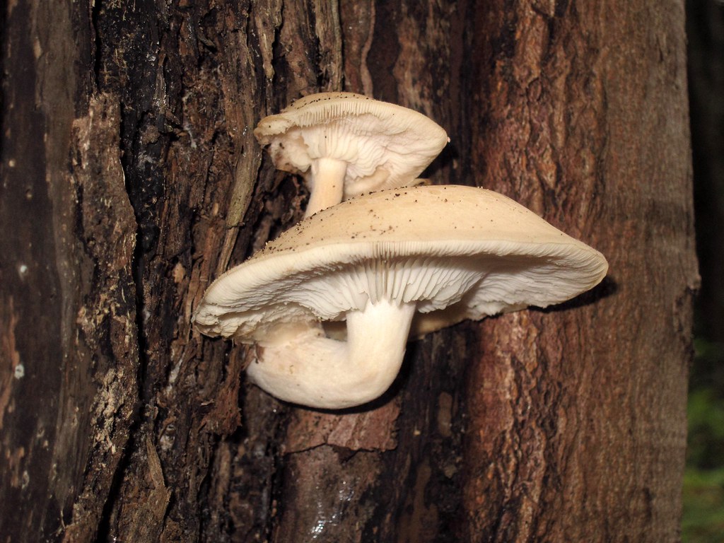 Mushrooms: The Fungal Pharmacy (image credits: flickr)