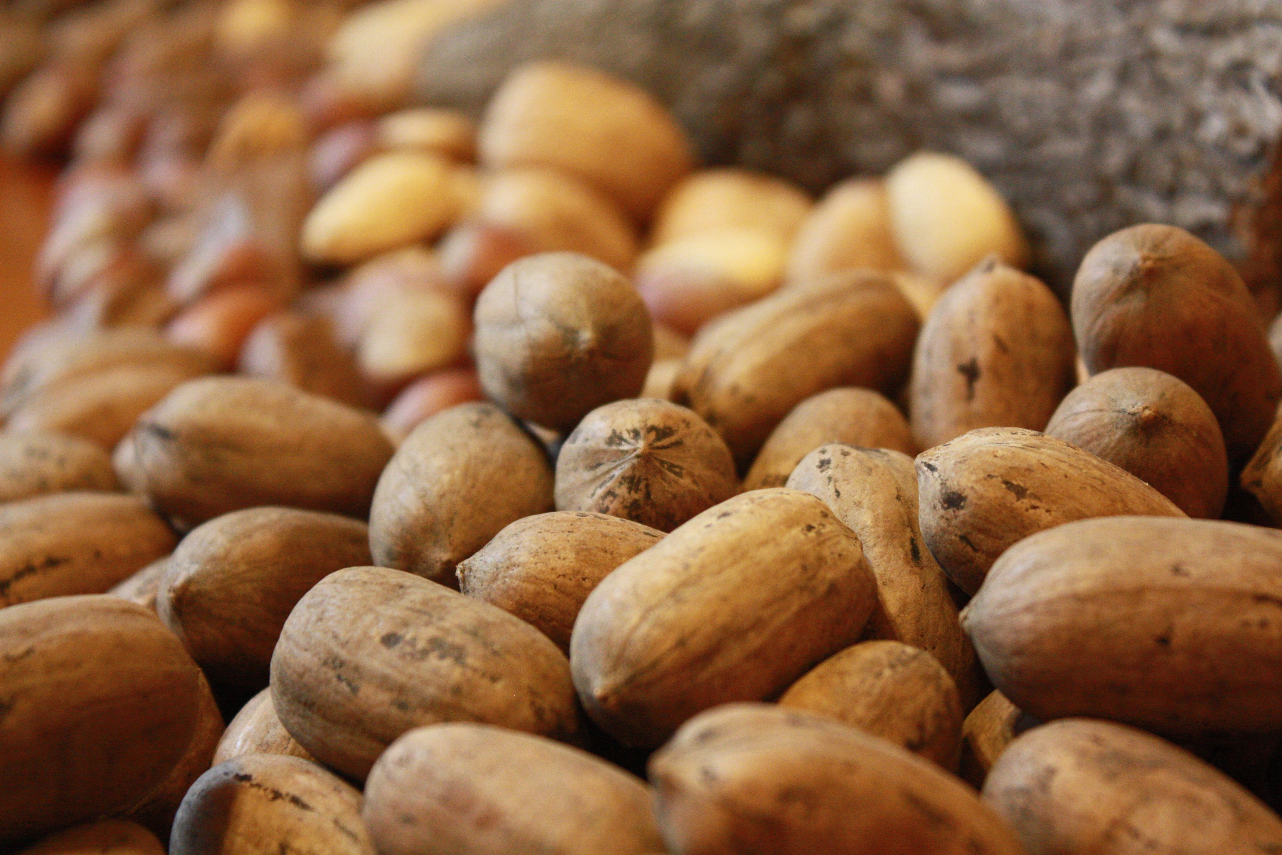 6. Hazelnuts (image credits: wikimedia)