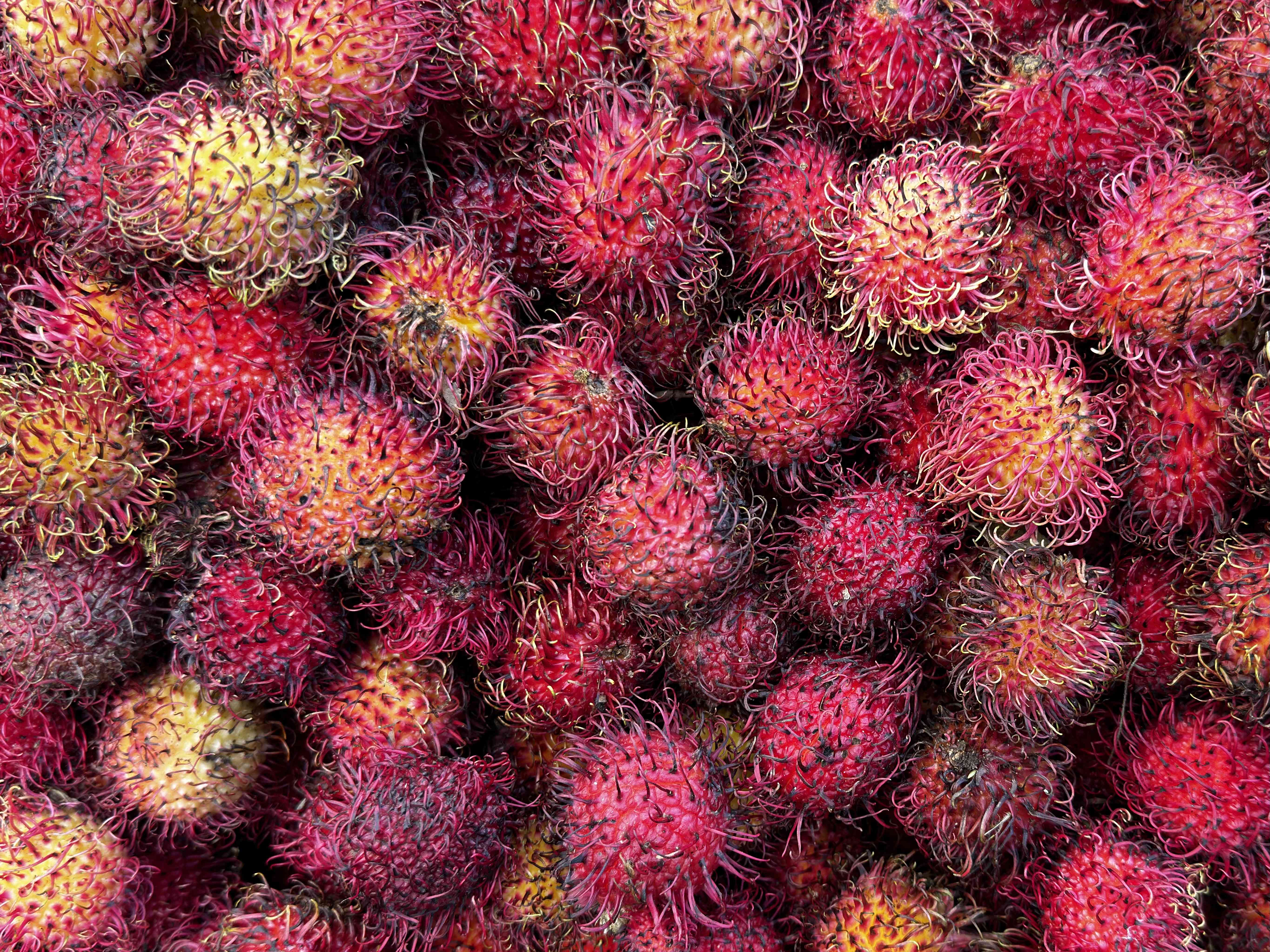 4. The Rare Rambutan (image credits: wikimedia)