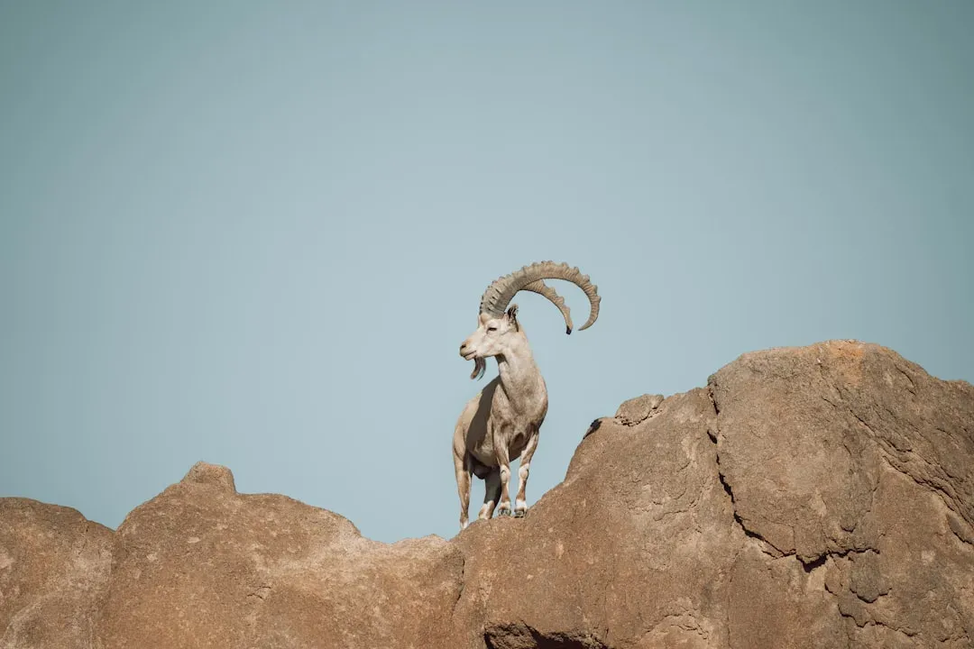 Pair #2: Scorpio and Capricorn - The Strategic Powerhouse (Image Credits: Unsplash)