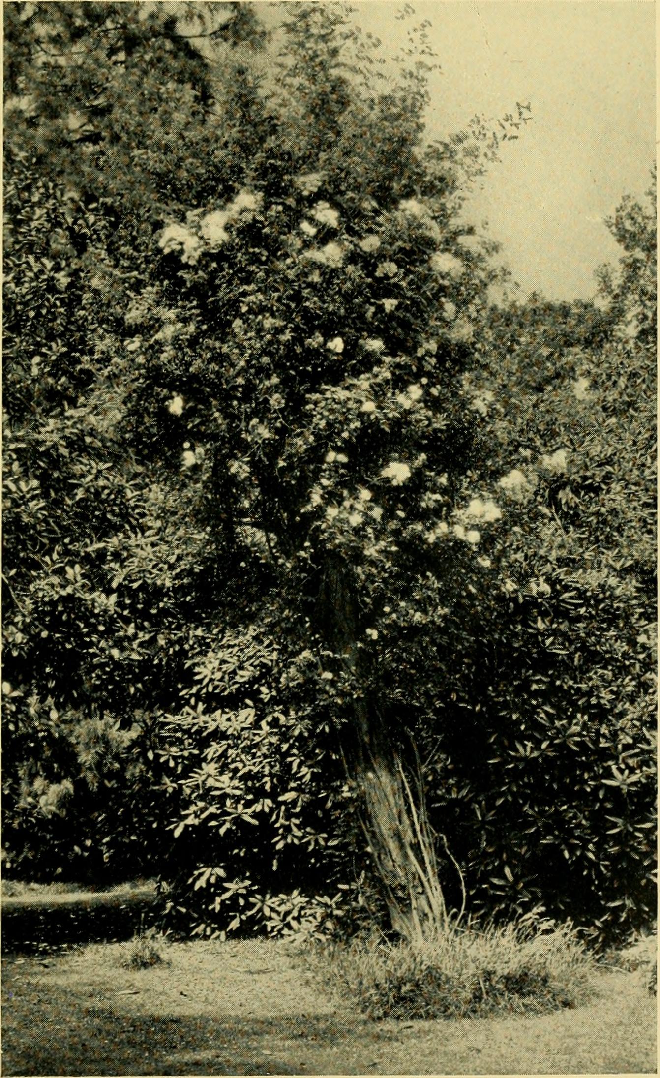 Strawberries: Sweet Defense Against Wrinkles (image credits: wikimedia)