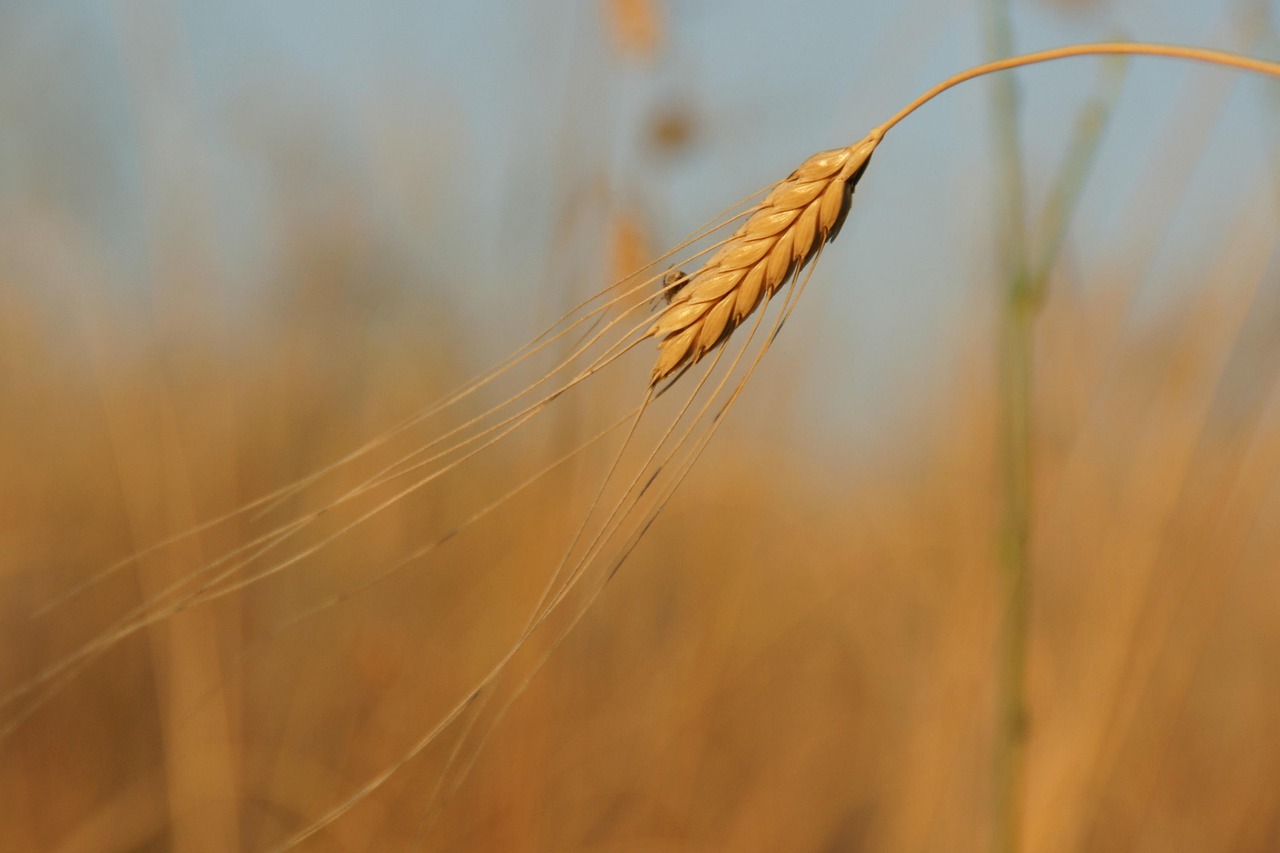 Farro: Italy’s Ancient Grain in the Spotlight (image credits: pixabay)