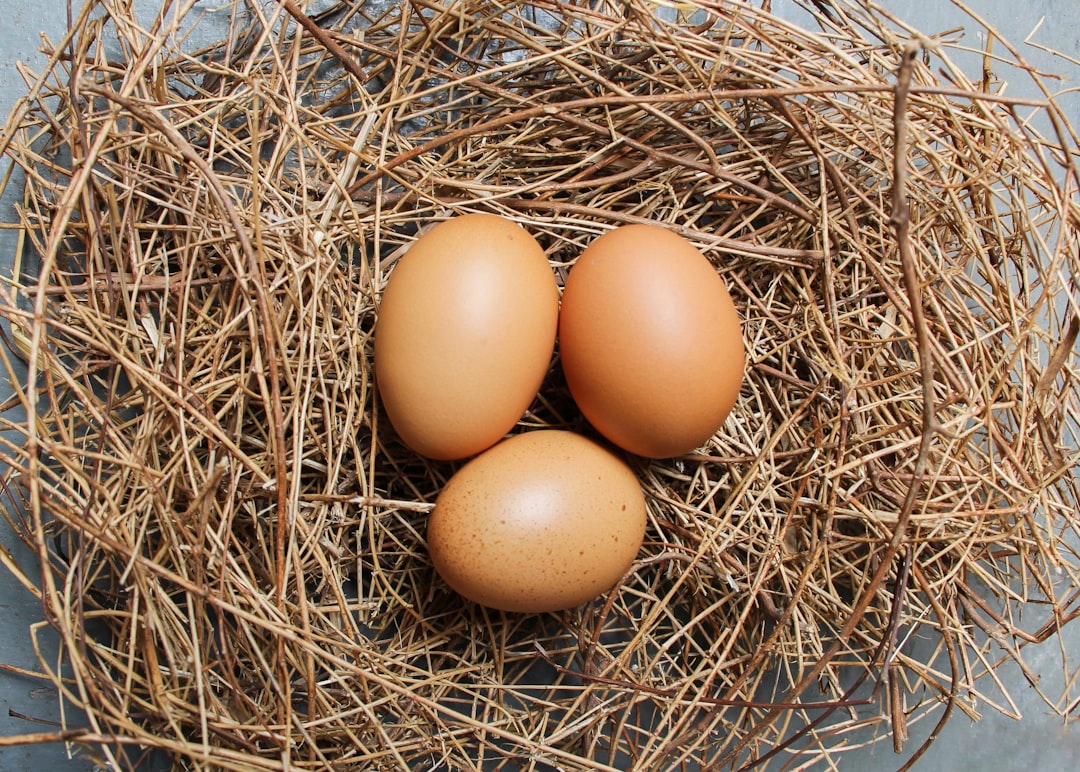 Eggs: The Versatile Protein Source (image credits: unsplash)