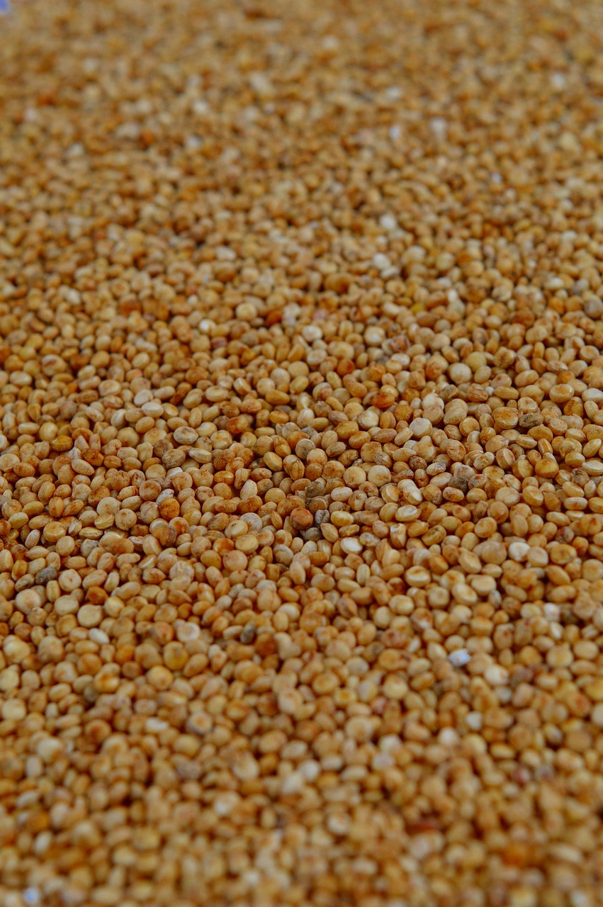 Quinoa (image credits: pixabay)